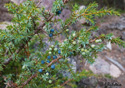 Juniperus communis